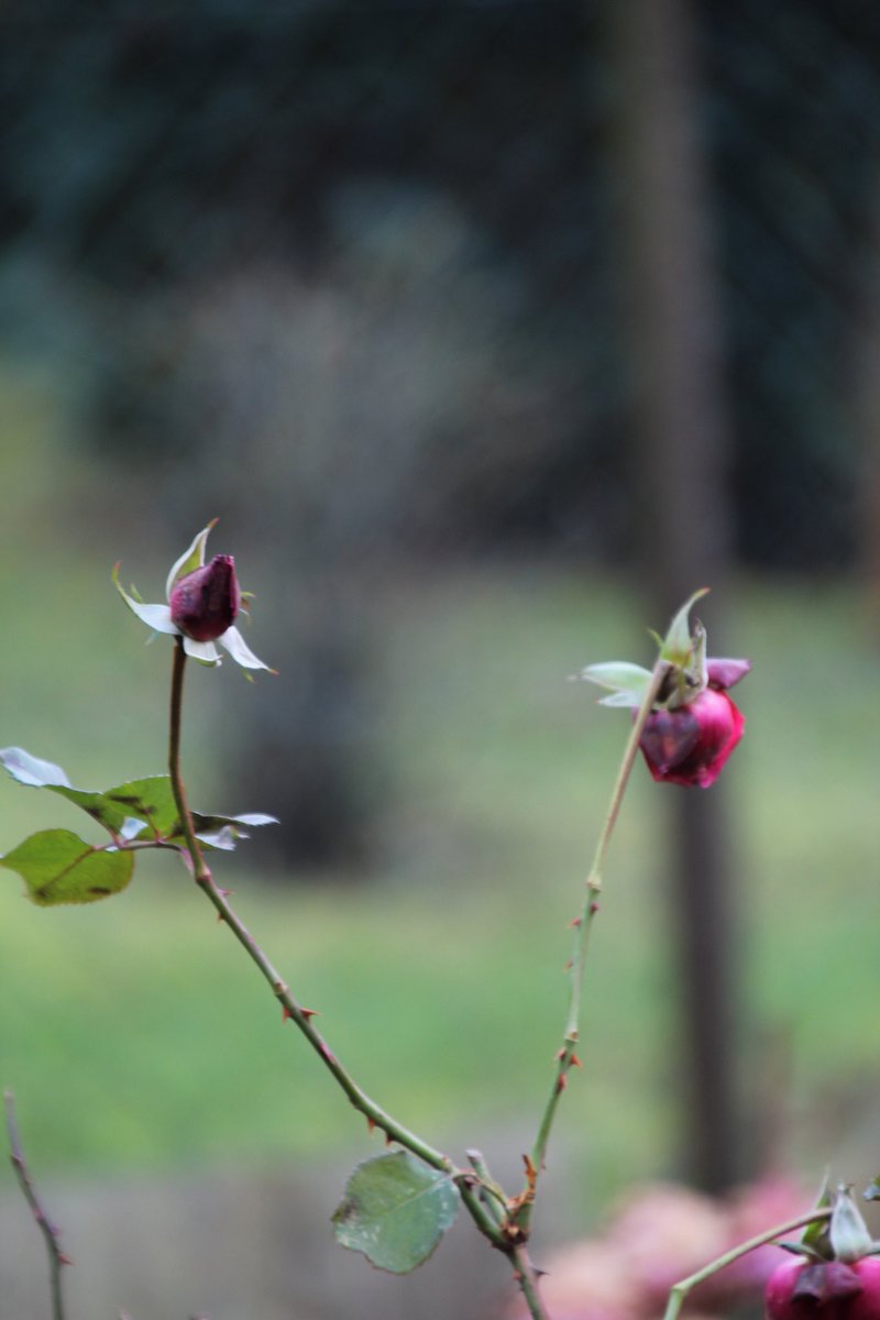 So trüb wie das Bild, so trüb scheint der Tag zu werden. Machen wir das Beste draus. Guten Morgen meine Twitter-Freunde, guten Morgen X-Ländle 🙋‍♂️. Schönen Donnerstag wünsche ich Euch 😊☕🍵🕊️🍀🐦