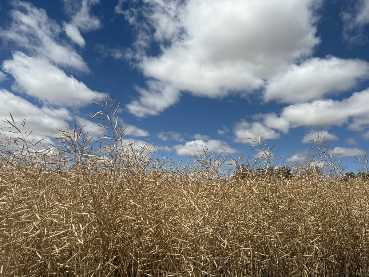 📍Aldersyde
Corrigin Area Manager Steve Cooke caught up with Steven Turner to discuss fertilizer for 2026, harvest and yields from new product BiOWiSH CL, with some promising early results!