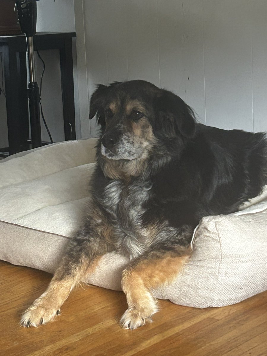 xcvi_'s tweet image. Duke after eating two bobby pins: