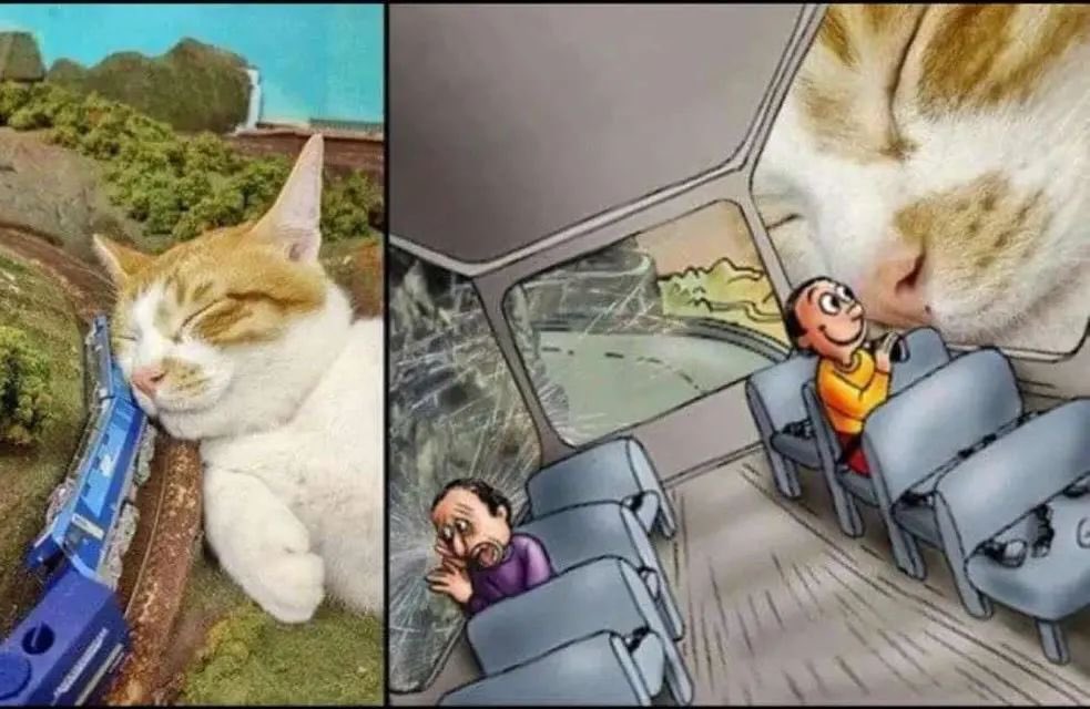 No Cats No Life (@nocatsnolife_m) on Twitter photo 