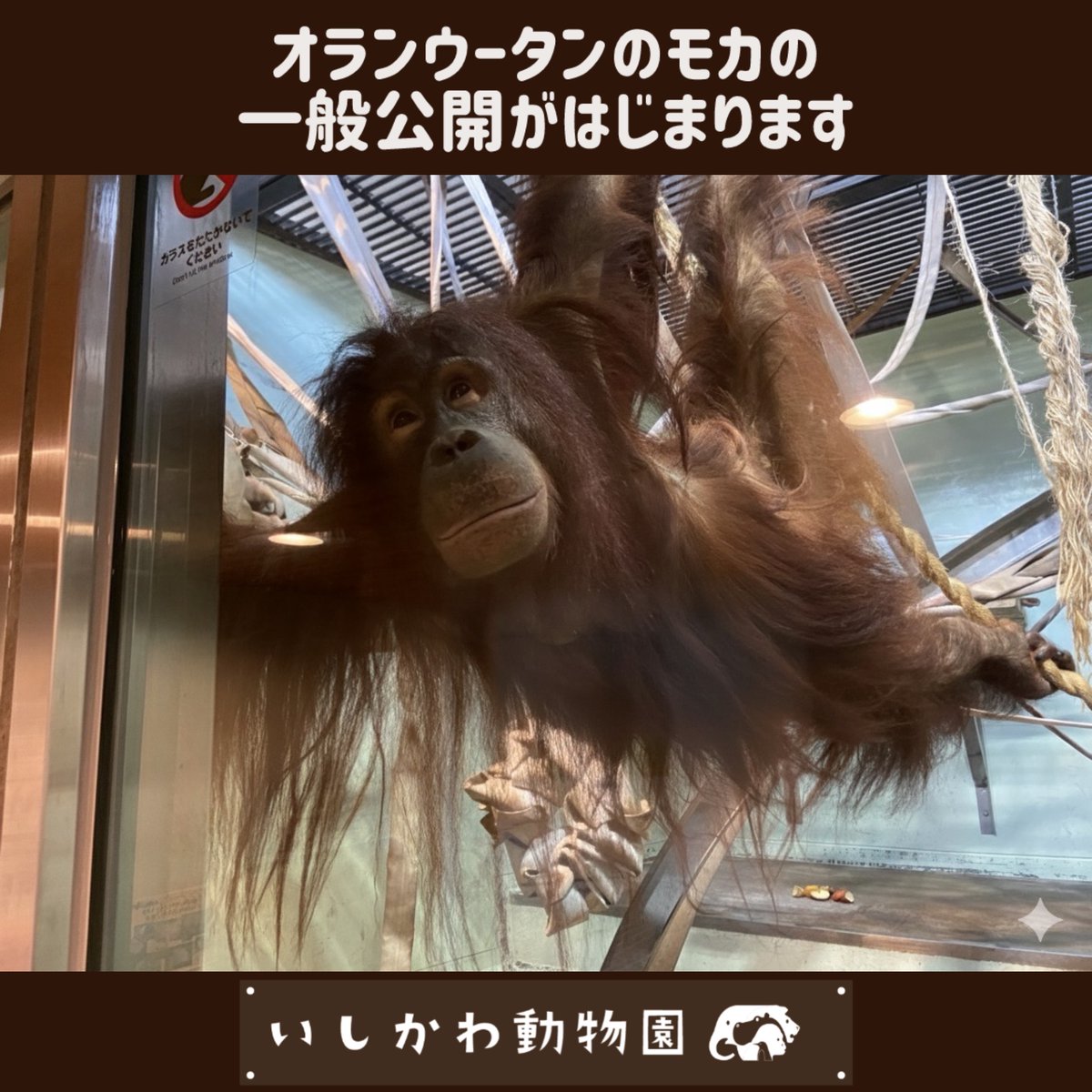 ｵﾗﾝｳｰﾀﾝ