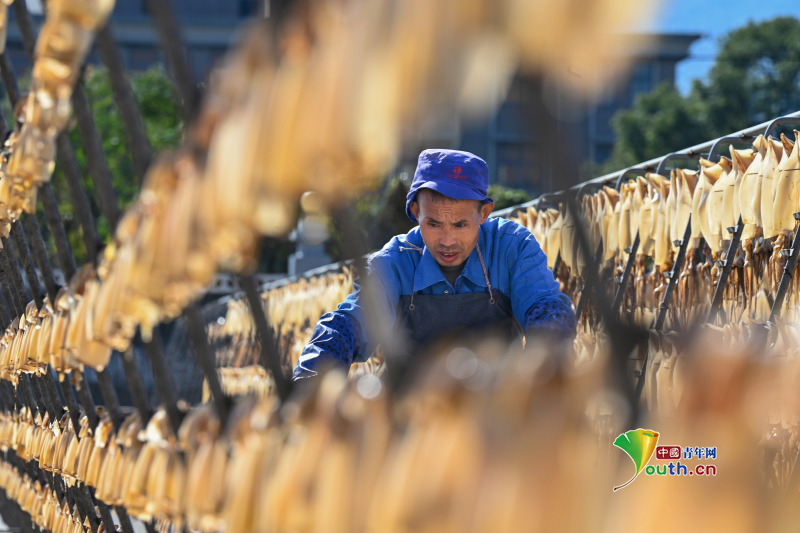 YouthChina's tweet image. Days of clear winter weather have ushered in the perfect season for open-air fish-drying across #Zhoushan, #Zhejiang Province. On November 25th, at a #squid drying site in #Putuo Zhanmao Street, vast arrays of suspended squid gleamed translucently against the sunlight, composing…