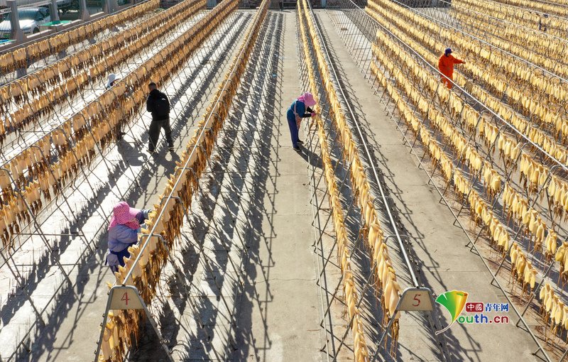 YouthChina's tweet image. Days of clear winter weather have ushered in the perfect season for open-air fish-drying across #Zhoushan, #Zhejiang Province. On November 25th, at a #squid drying site in #Putuo Zhanmao Street, vast arrays of suspended squid gleamed translucently against the sunlight, composing…