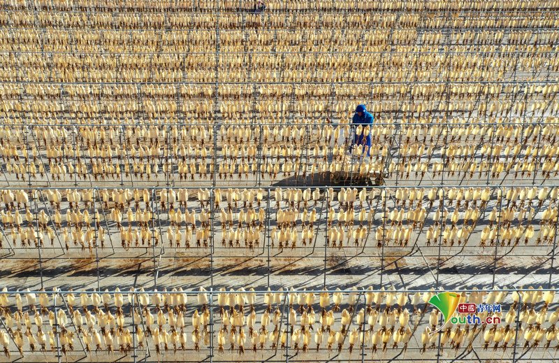 YouthChina's tweet image. Days of clear winter weather have ushered in the perfect season for open-air fish-drying across #Zhoushan, #Zhejiang Province. On November 25th, at a #squid drying site in #Putuo Zhanmao Street, vast arrays of suspended squid gleamed translucently against the sunlight, composing…