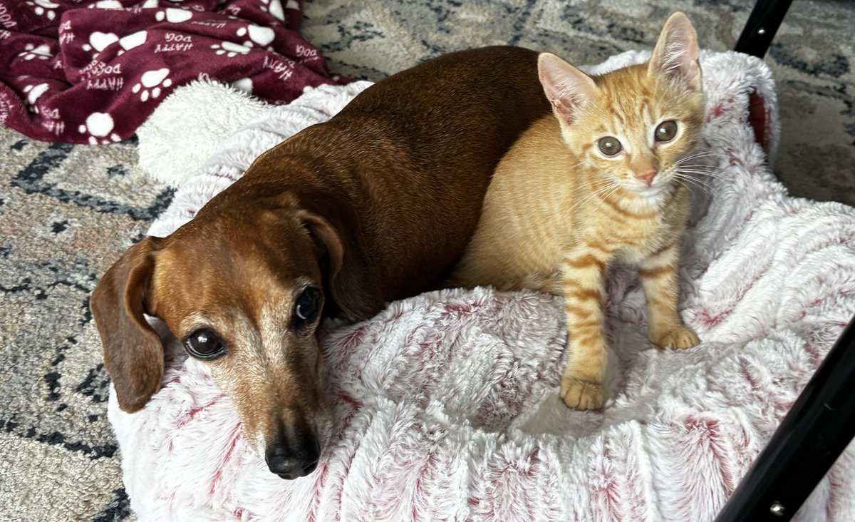 fyeahitschacha's tweet photo. Jaxie boy is still around, too. 12 years strong 💪 🥹 https://t.co/LFJ6sX7ecC