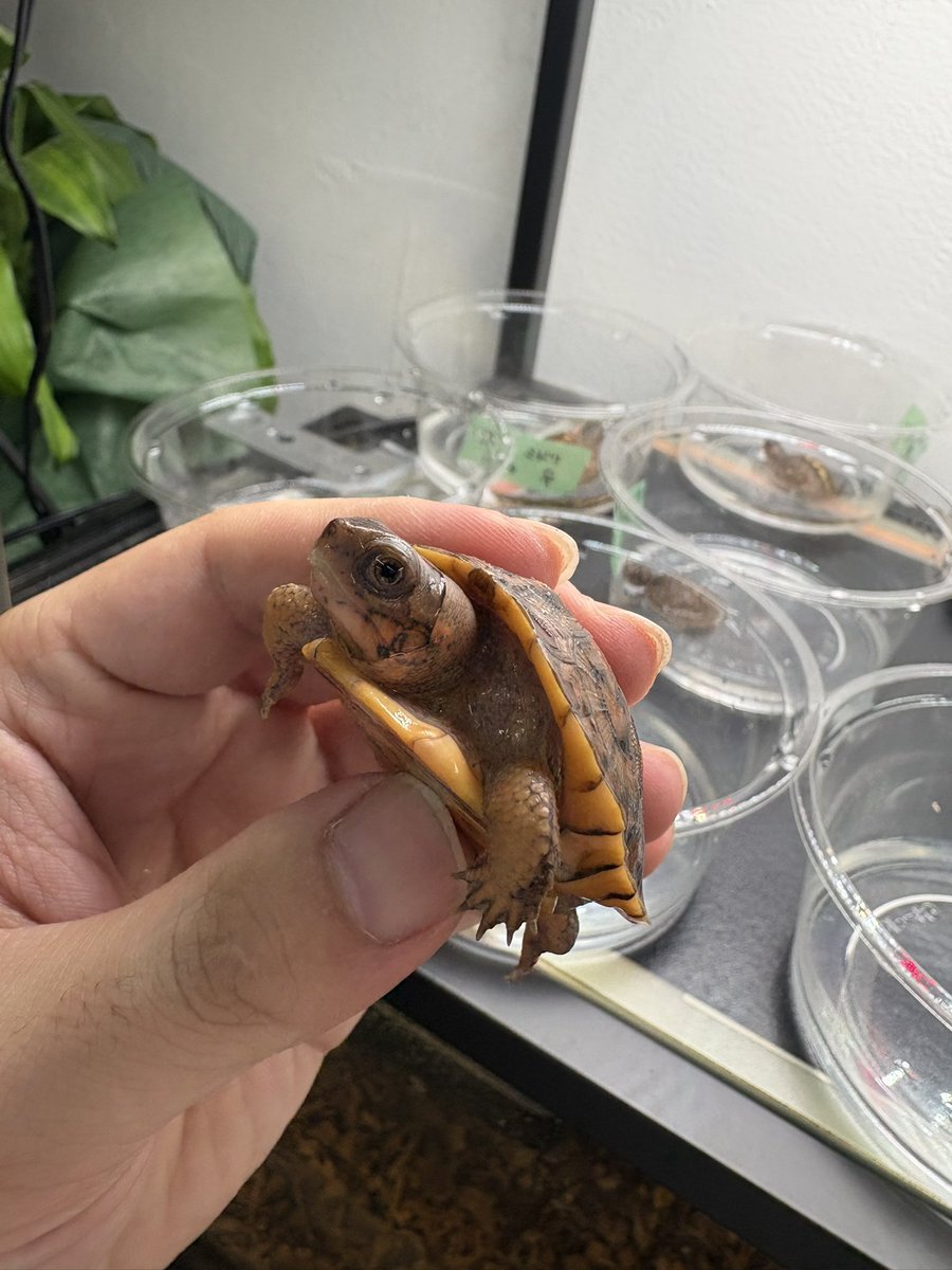 マイコレのトウブハコガメ