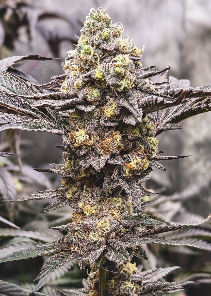 KcmoGrow's tweet photo. BLUE BLOODBATH F2

https://t.co/U54WaxOEQZ did it right with this one. Sheeesh, yield- bag appeal- nose ✅ now just for the smoke test. https://t.co/P7JsJLCW9p