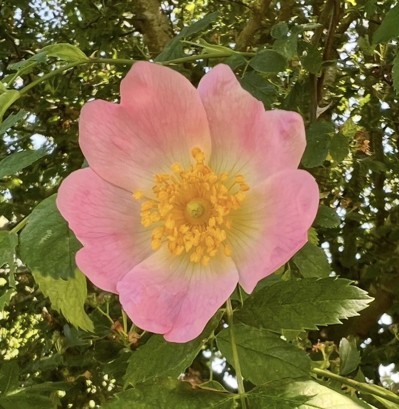 bir08967383's tweet image. 🌼 🌺Thursday’s bloom
🌹 🌸graceful resilience

QP/Share🌸