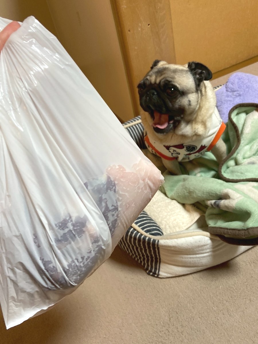 コロ助 (@korosukesumire) / Posts / X