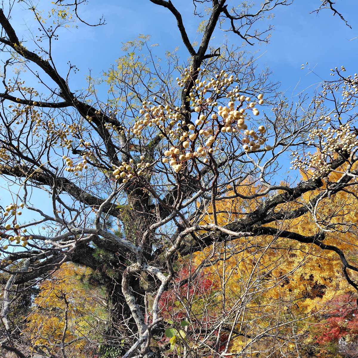 センダンがみごと