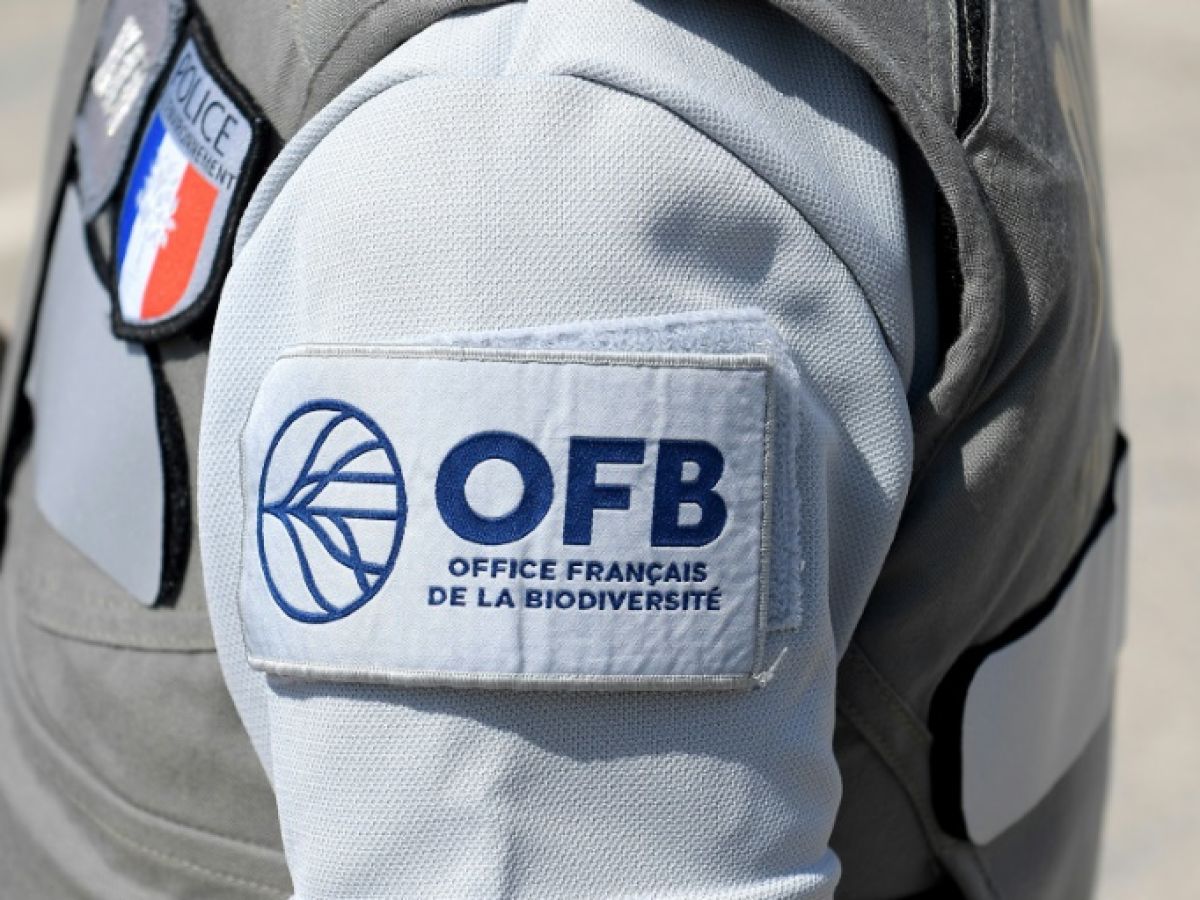 [ OPÉRATION NATIONALE SÉCURITÉ À LA CHASSE ] 🚨

L’Office Français de la Biodiversité (#OFB) va débuter une opération nationale de #contrôles des #chasseurs visant tout particulièrement les règles de #sécurité, qui s’étalera sur quinze jours.
👉 fdc80.com/blog/office-fr…