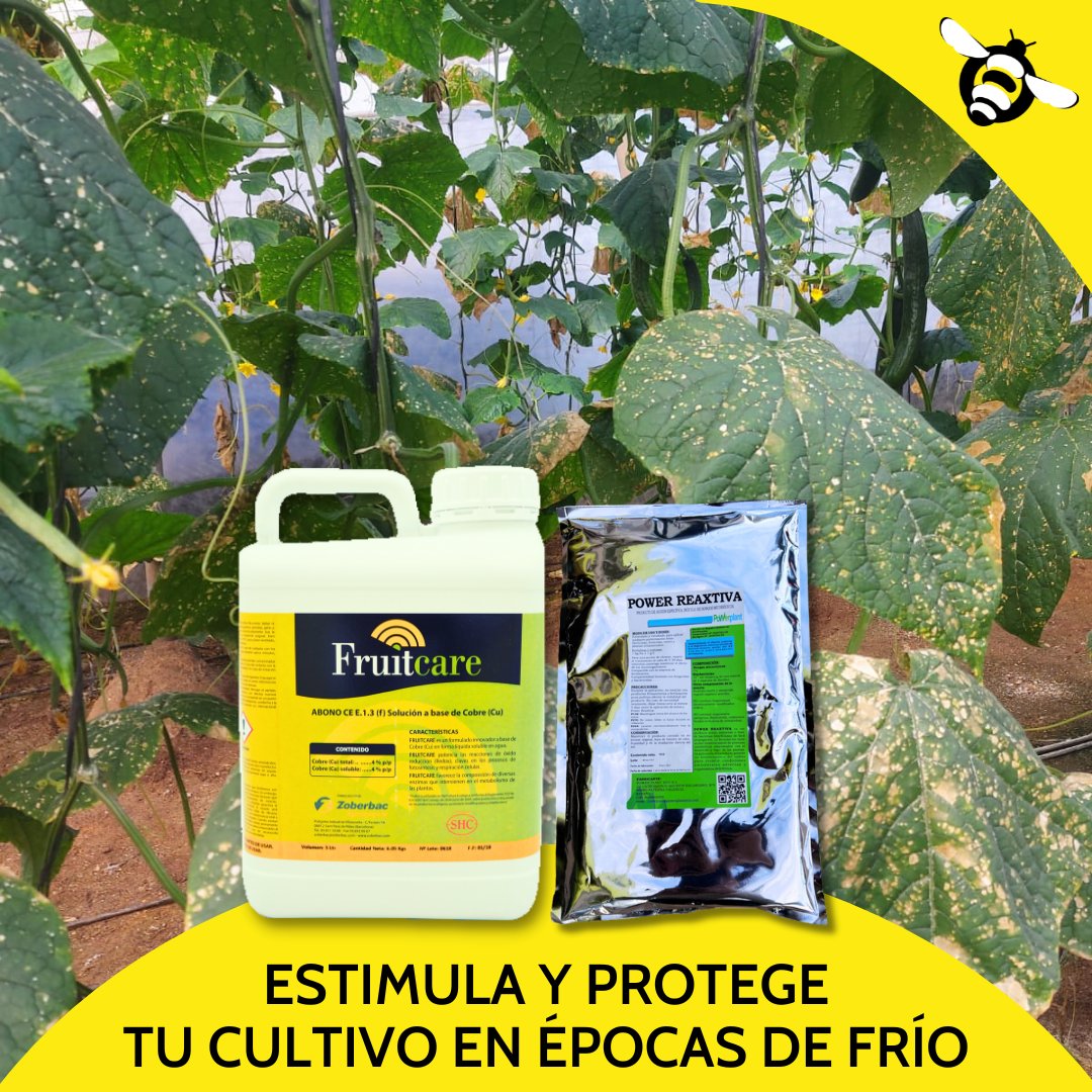 ESTIMULA Y PROTEGE TU CULTIVO EN ÉPOCAS DE 𝐅𝐑𝐈́𝐎 CON 𝐅𝐑𝐔𝐈𝐓𝐂𝐀𝐑𝐄 + 𝐏𝐎𝐖𝐄𝐑 𝐑𝐄𝐀𝐗𝐓𝐈𝐕𝐀 ❄️

✔️Precursor de las autodefensas naturales de la planta
✔️Efecto antioxidante que protege tus frutos
✔️Mejora la vida post-cosecha 🌱