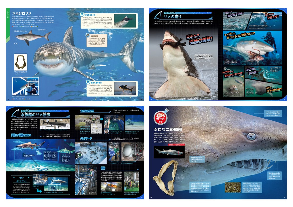 世界のサメコレクション【レア！】 世界のサメコレクション【レア