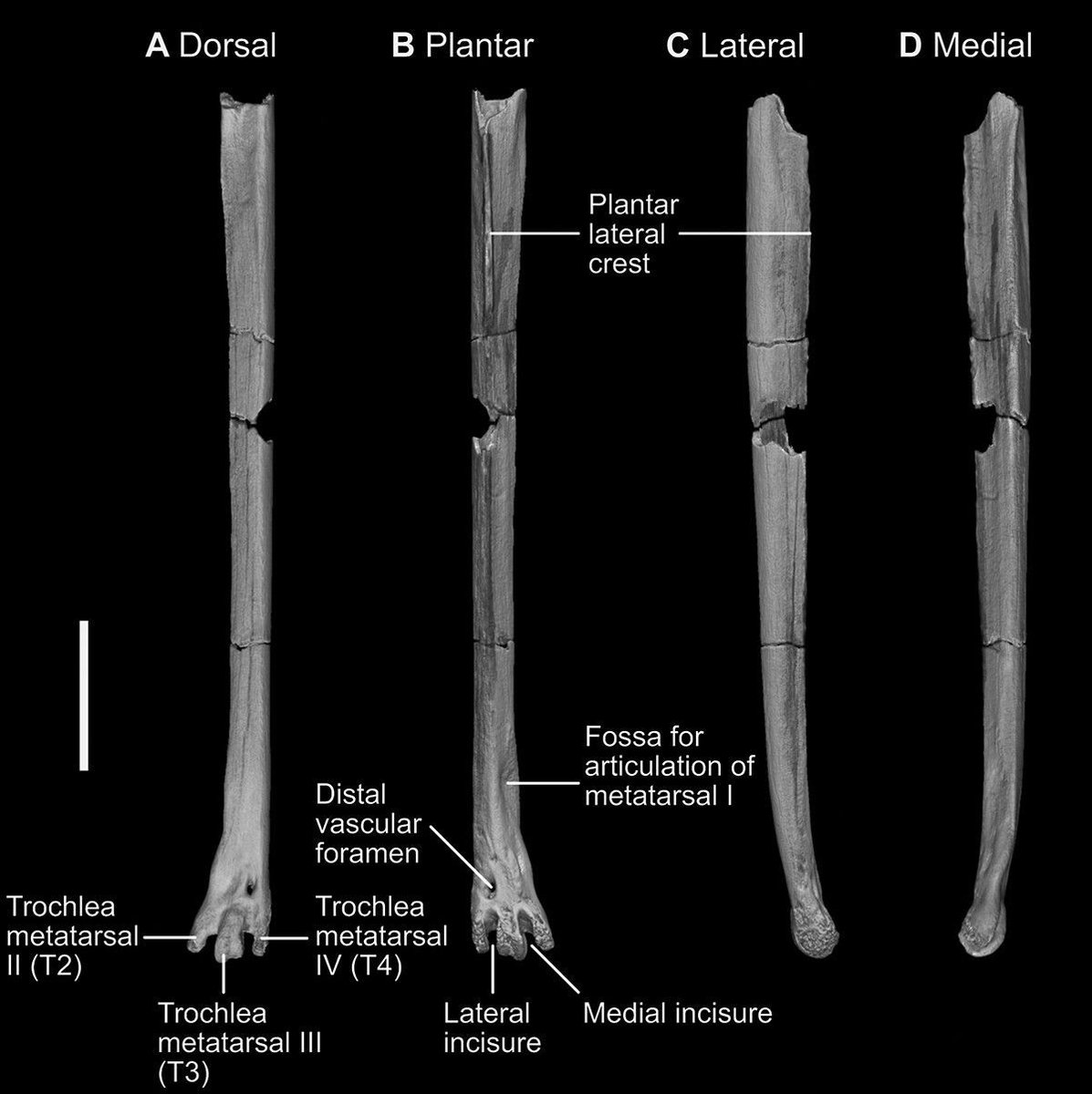 Wonderful_Sci's tweet image. One tiny fossil bone, big discovery 🦴🦜

Micro-CT scans on the #NeoScan N80 suggest ancient #bowerbirds once lived in Miocene New Zealand &amp;amp; reveal a new species  - Aeviperditus gracilis.

Full Article: shorturl.at/LTI6W  👈  

wonderfulscientific.com/neoscan-micro-…