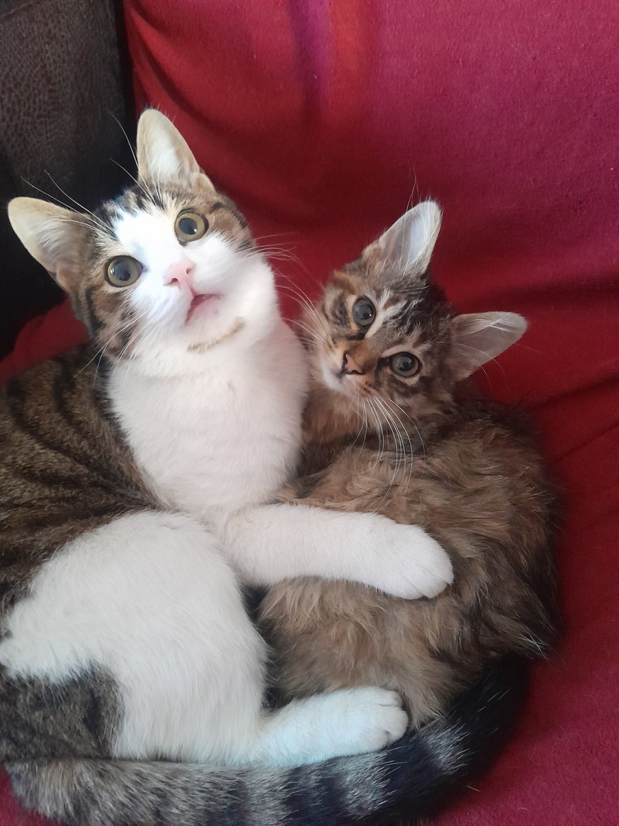 Yumurcak ve pekmez 😻