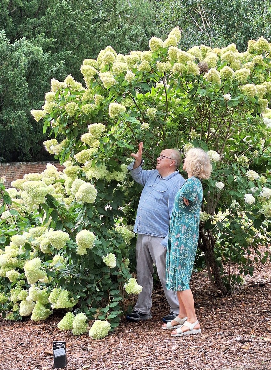 Hydrangea Derby tweet media