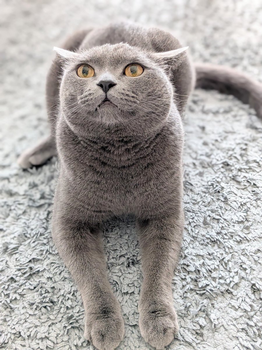 たぬを (@nekonotanukikun) / Posts / X