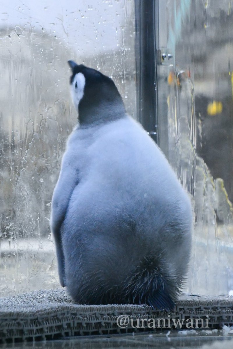 しろいおまんじゅう　
2025/11/27撮影　58日齢　
#アドベンチャーワールド  #エンペラーペンギン  #エンペラーペンギンの赤ちゃん