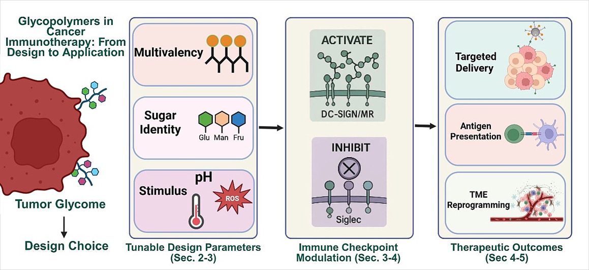 JCRnEDITORS's tweet image. A “sweeter” approach to cancer immunotherapy: Glycopolymers as diverse tools for immune modulation.
| Thomas Werfel @OleMiss |
[50 days&apos; free access]
#glycopolymer #immunoengineering #immunotherapy
kwnsfk27.r.eu-west-1.awstrack.me/L0/https:%2F%2…