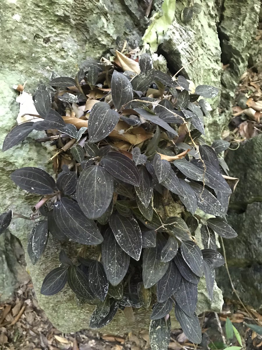 東南亜細亜植物採取家 TZ便 (@tsagittarus22) / Posts / X