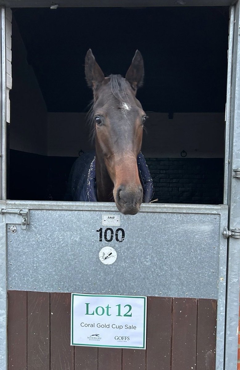 YortonFarm's tweet image. VIVRE LE REVE, Lot 12, has arrived and past the vetting, ahead of the @GoffsUK  Newbury Sale on Saturday.

After Winning PRIX JEAN BOULARD - COURSE DE HAIES DES 3 ANS, on Saturday. A race that has already produced Black Type and multiple Grade 1 winning horses!