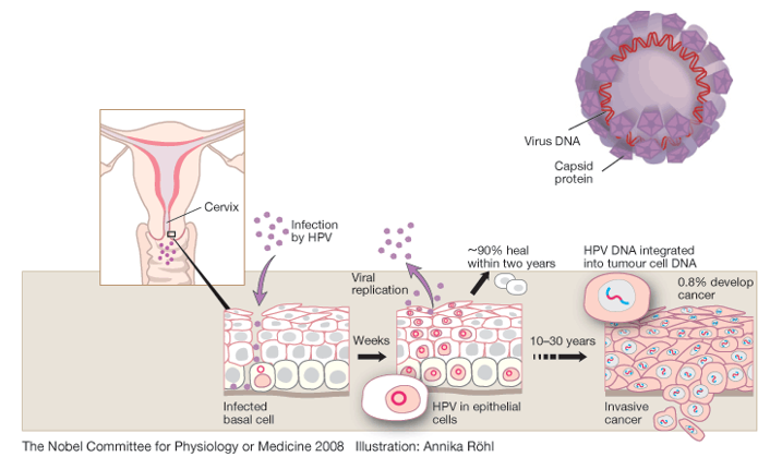 simonmaechling's tweet image. A massive global review just confirmed it.

Clinical trials + real-world data from 132 million people across the globe.

The HPV vaccine doesn’t just reduce cervical cancer.
It almost eliminates it.

Yes, you read that right.

Girls vaccinated before 16 have an 80% lower risk of…