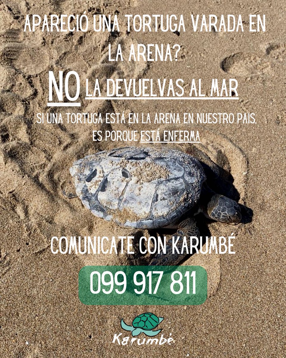 karumbeuy's tweet photo. Karumbé Whatsapp: 099917811 https://t.co/kpKDZiiYaM