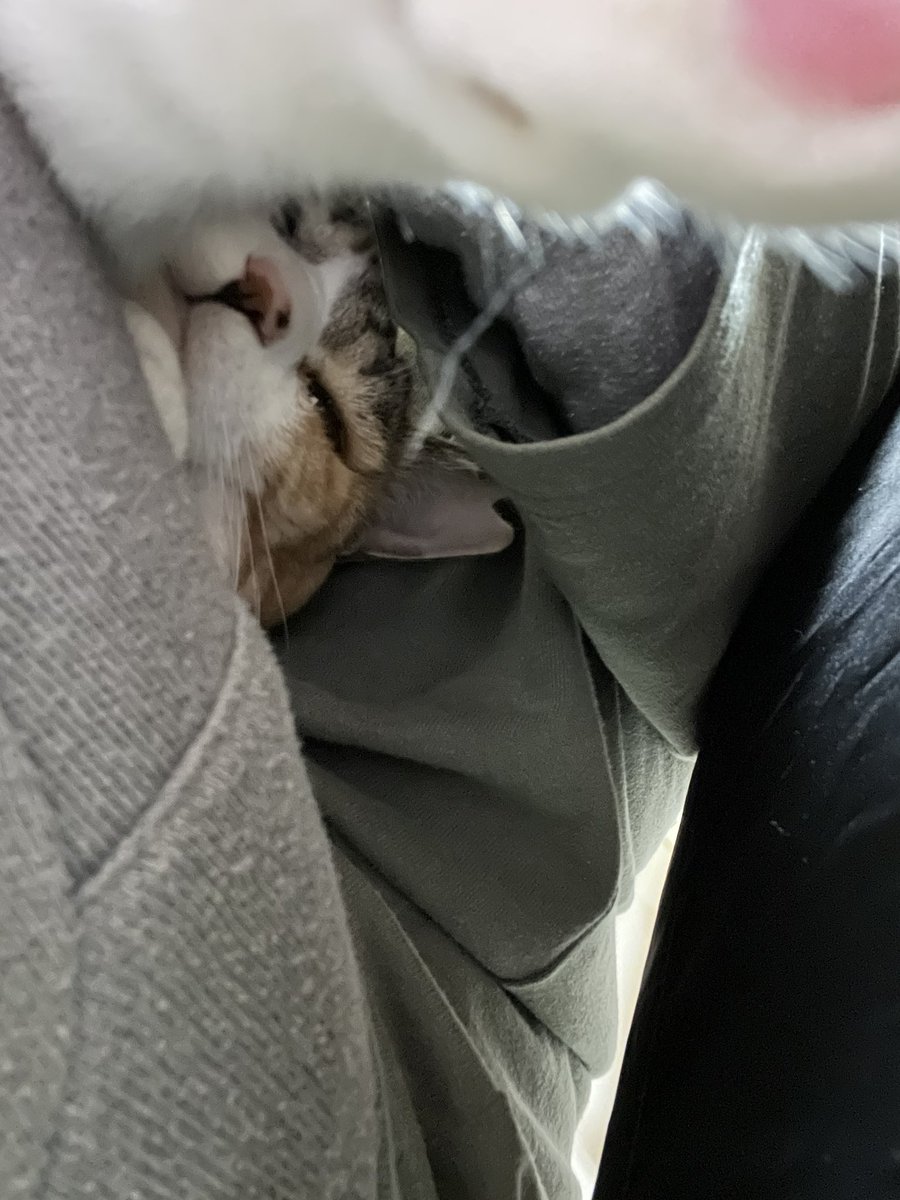 Post by 三毛JO on X: 呼びつけたら…