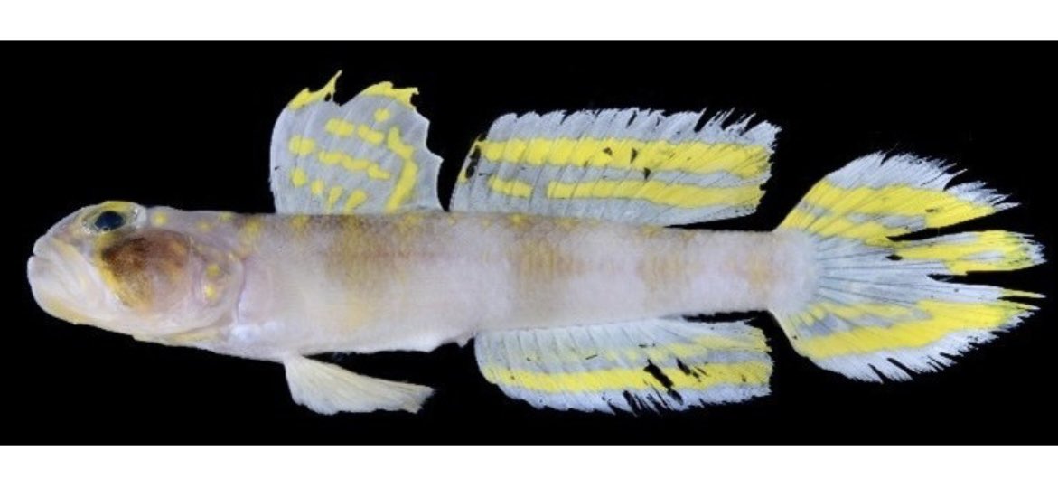 キャットゥ巳☆彡 (@kattsu15) / Posts and Replies / X