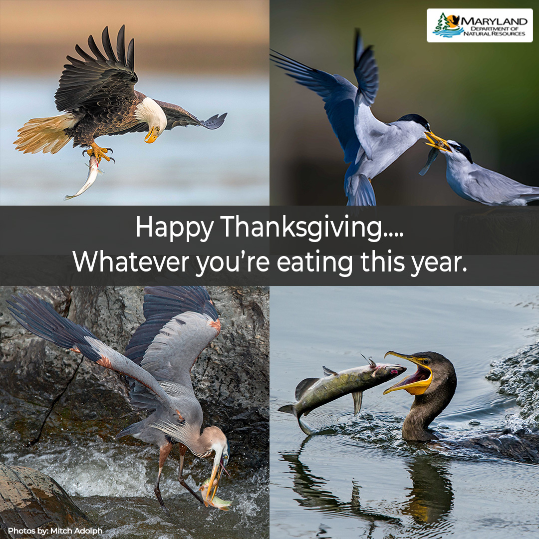 MarylandDNR's tweet image. We are thankful for all of our X followers! 

Wishing you all a safe and Happy Thanksgiving!🦃

Our state offices are closed today but our Maryland State Parks are OPEN! #getoutdoors and work off that turkey and oyster dressing!