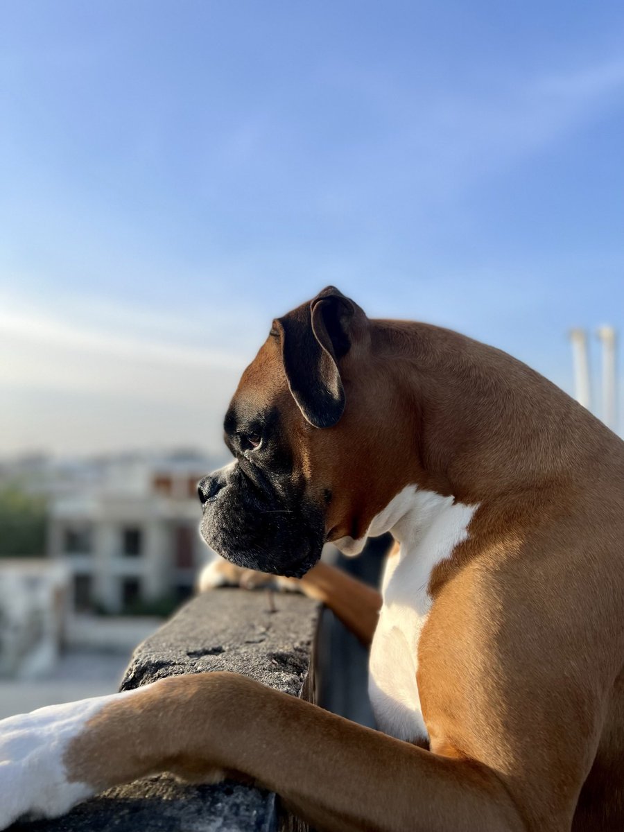 csankalp's tweet image. Lost my dearest friend today. 

Will always love and miss you W