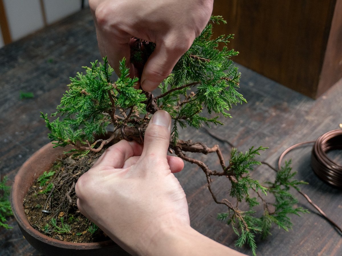 Asu (@Asu_green_jp) / Posts / X