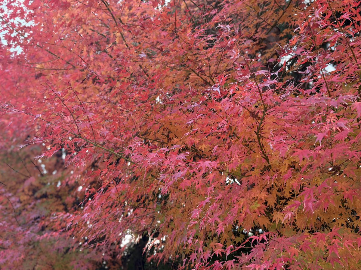 紅葉と楓の違い

もみじ(紅葉)は　
葉の切れ込みが浅い

かえで(楓) は
葉の切れ込みが深い
🍁🍁🍁

とても綺麗

今日は流山市での
杉山公章さん歌おう会に参加しました〜
ピアノも歌も上手くて
良かったです

帰り雨で☔カッパを着て自転車で帰りました