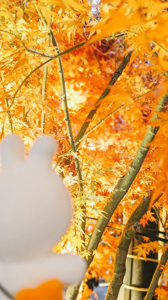 Wanijjsp's tweet image. 四季を感じるお出かけ日和だった！スプニちゃん自然と相性良い
 #spoony  #spoon