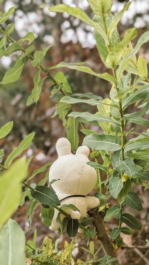 Wanijjsp's tweet image. 四季を感じるお出かけ日和だった！スプニちゃん自然と相性良い
 #spoony  #spoon