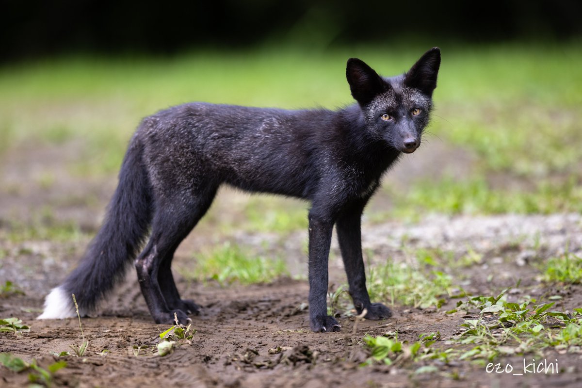 えぞきち (@KichiEzo) / Posts / X