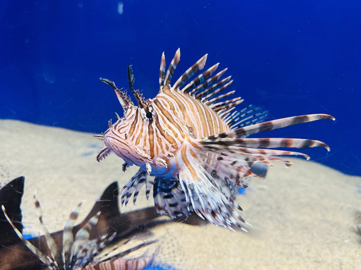 maxy89gt's tweet image. また小規模水族館のウォットに行ってしまった🐠
公式グッズの英語表記がキーボード打ちでUXOTTOなのがチャームポイントです