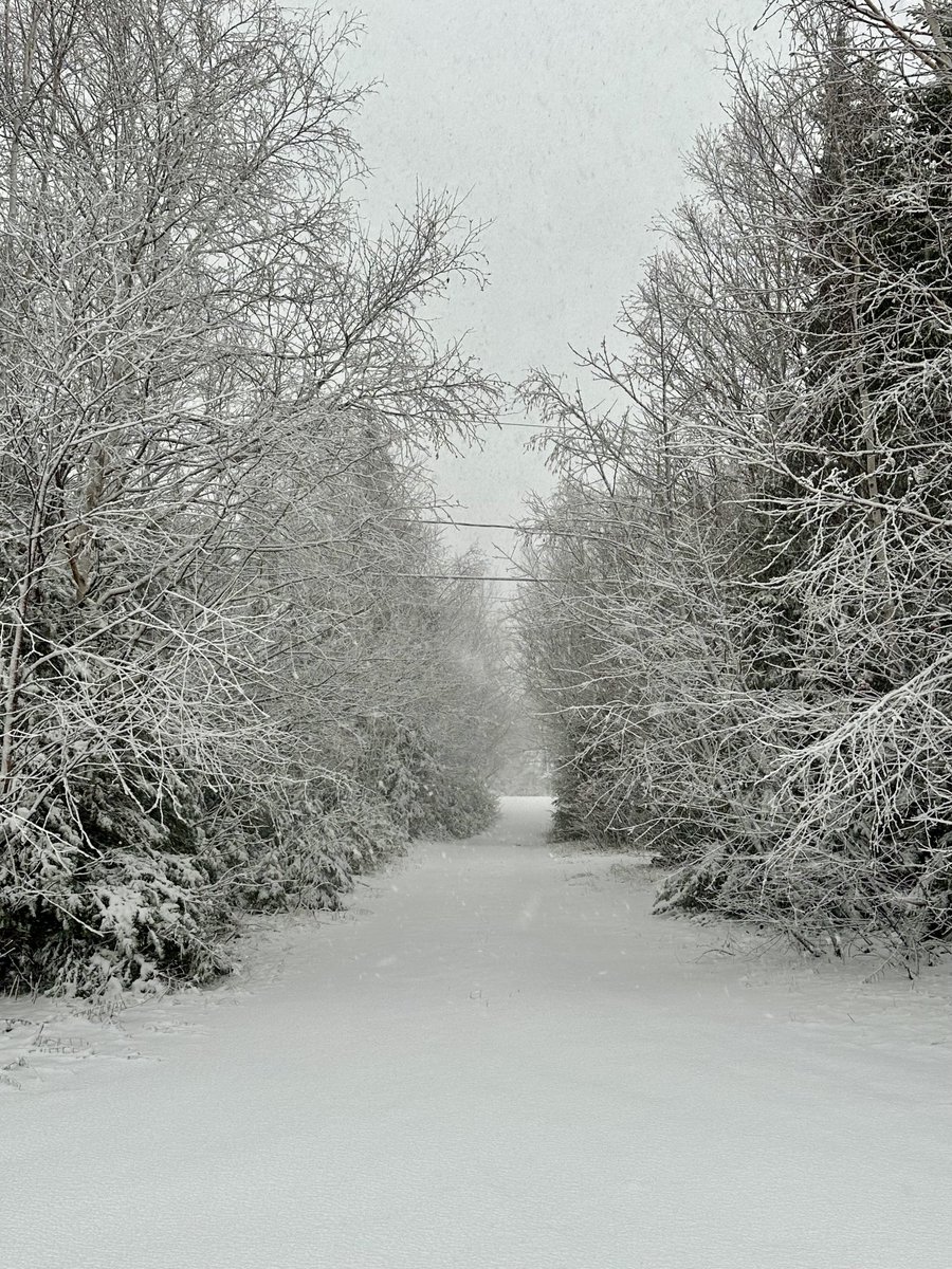 btleparadis's tweet image. Féerique 🤍❄️🤍❄️🤍