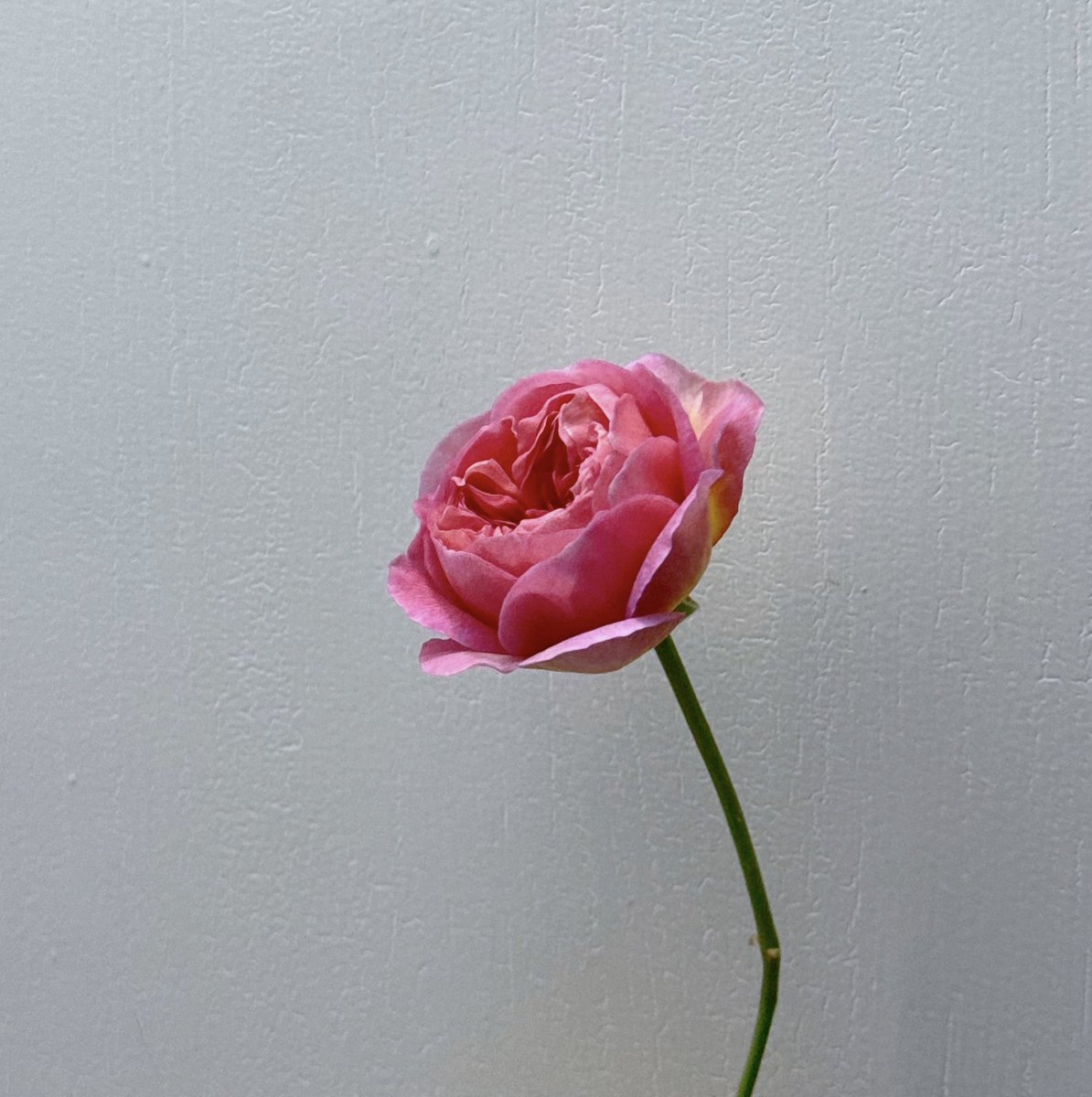 가을이란🌹 
전부 색감이 깊어져 누구신지 다시 확인해야 한다