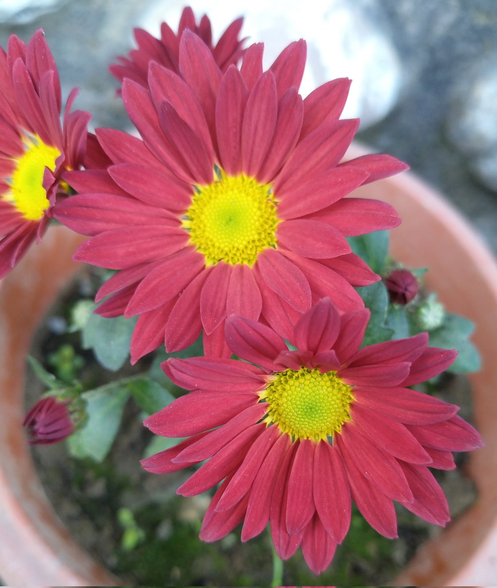 plantified16's tweet photo. #plants #Chrysanthemums https://t.co/EN2EIxKoCn
