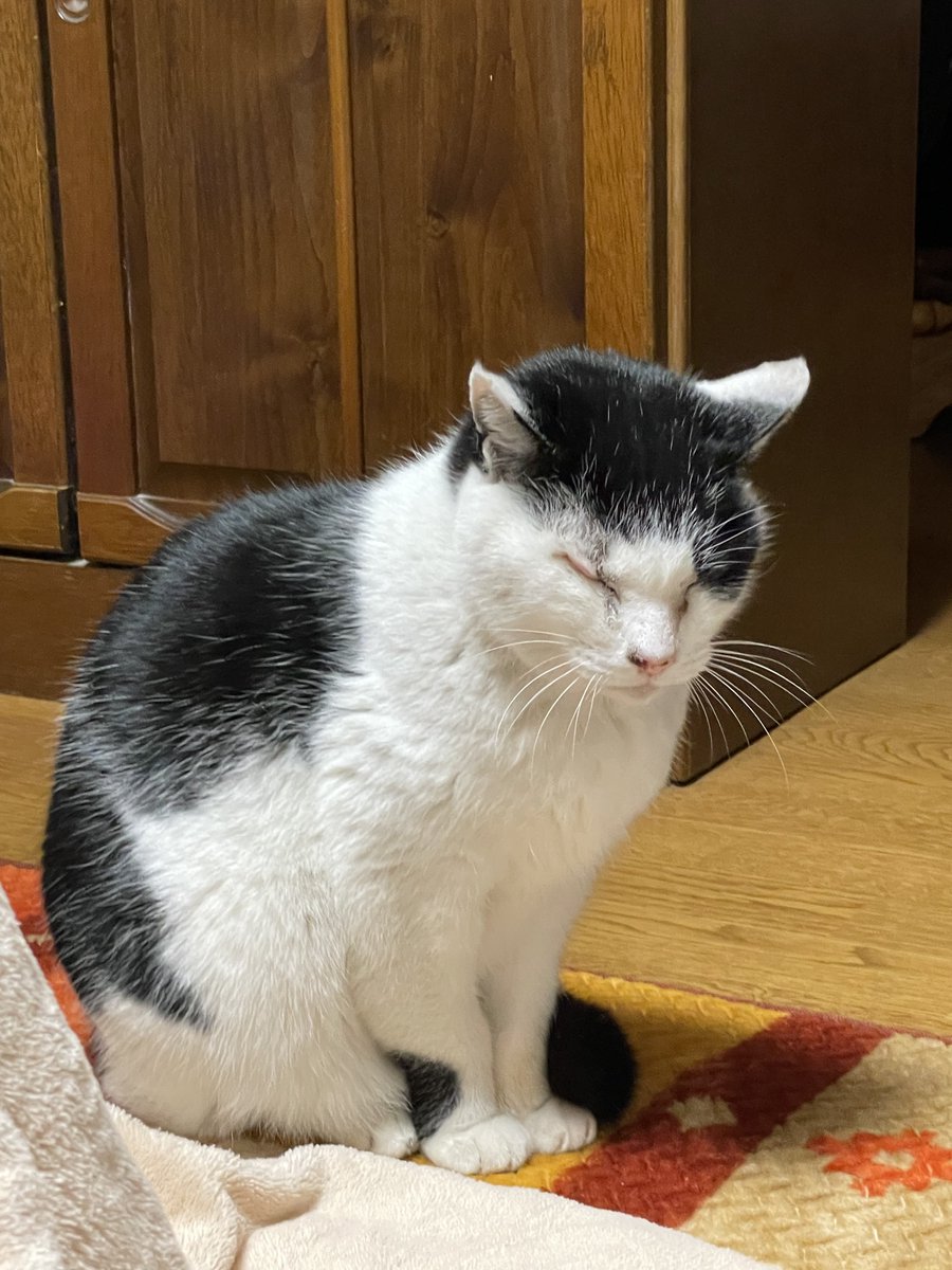 rsk_825_c's tweet image. この毛玉君に会えない辛い