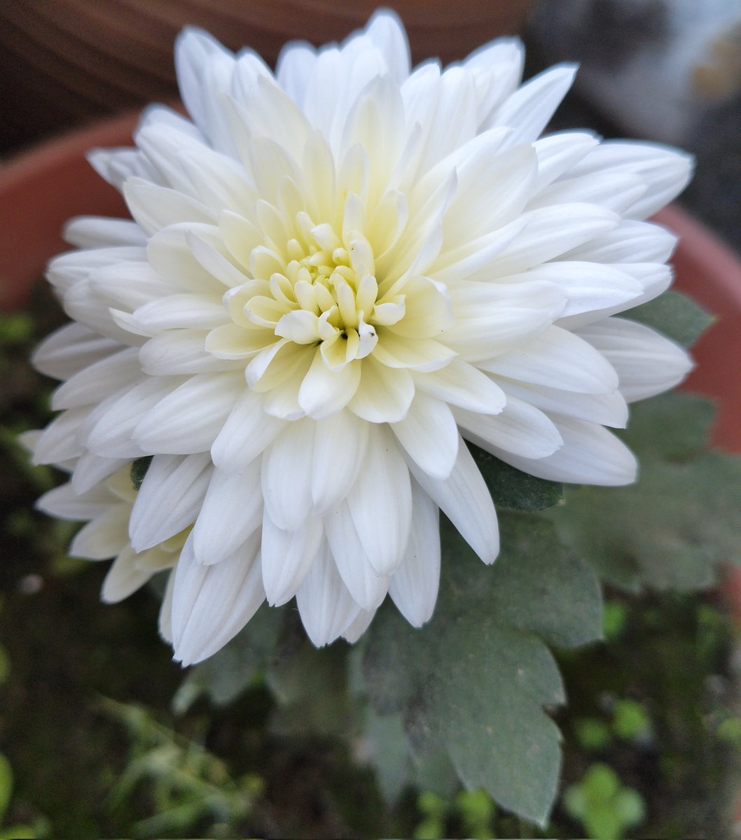 plantified16's tweet photo. #plants #Chrysanthemums https://t.co/EN2EIxKoCn