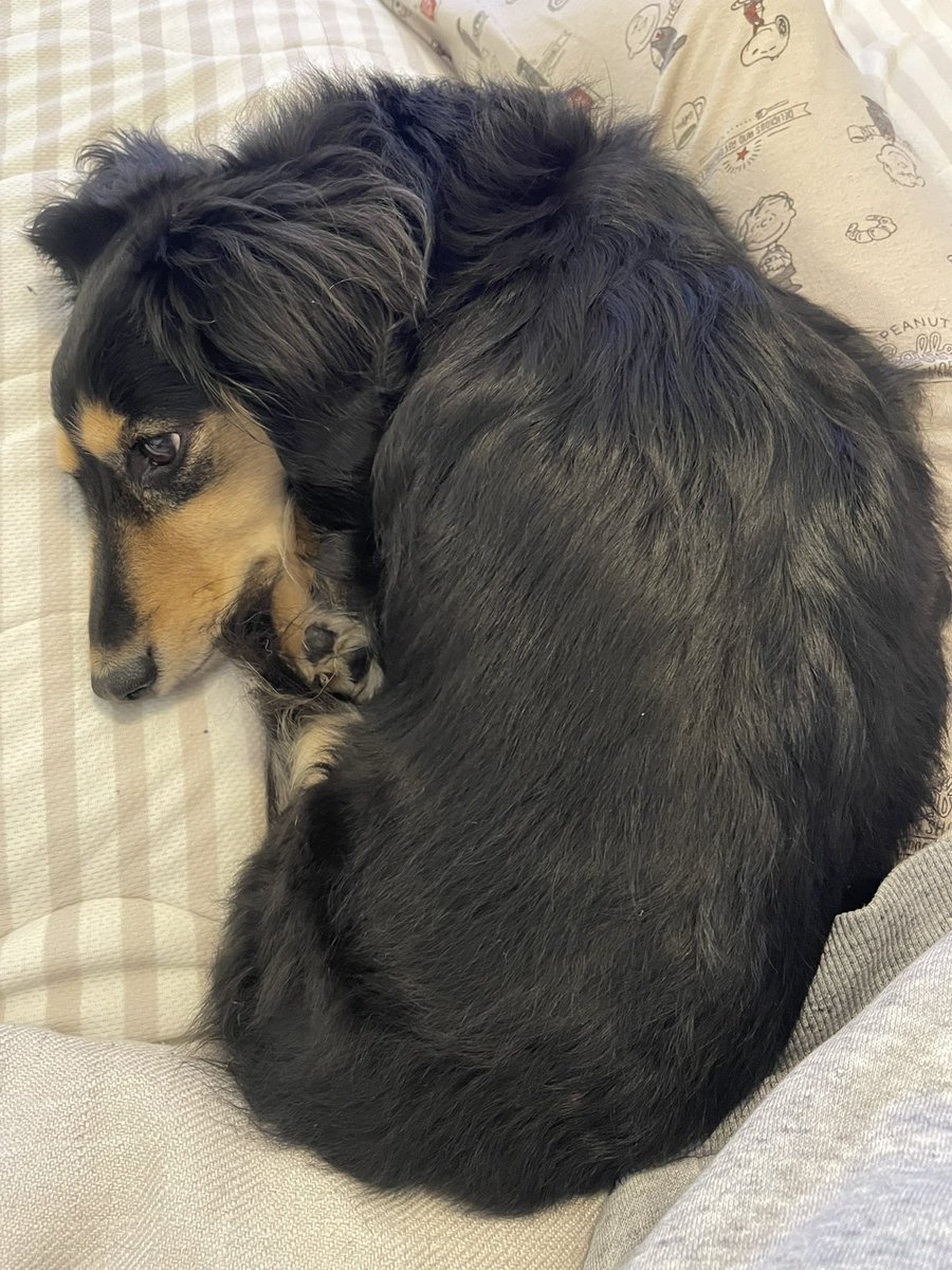 toratora_1130's tweet image. 今日の甘えん坊タイム
#ミニチュアダックス 
#犬好きさんと繋がりたい