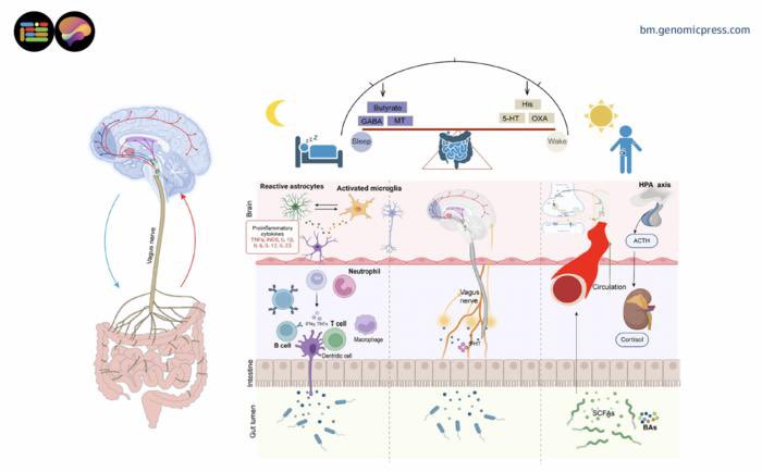 zvastbio's tweet image. 🔻This review systematically clarified the #molecular mechanism by which gut microbiota regulates sleep disorders through the brain-gut axis, opening up a new &quot;#peripheral regulation of the central nervous system&quot; track for #insomnia treatment.
