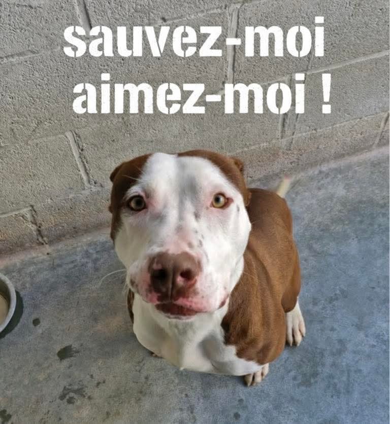 SOS Euthanasie ⚠️⚠️ Fourrière en Ile de France ⚠️⚠️🚨 Il fend le cœur ce magnifique Buddy 💔 Recherche famille en vu d'adoption sur la France entière pour lui sauver la vie ⚠️⚠️⚠️Asso PR76 2.0 Merci de partager en masse ⚠️ facebook.com/share/p/19szA4…