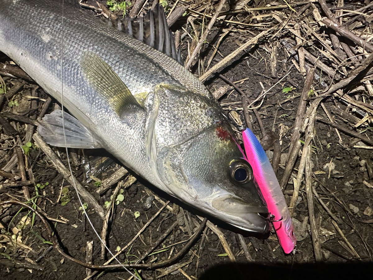 しょう🔰おにおん🔰 (@Isfne0523sho) / Posts / X