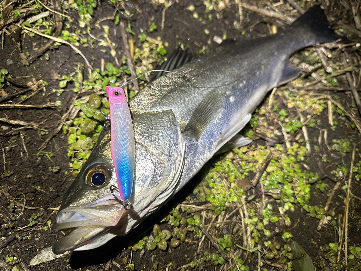 しょう🔰おにおん🔰 (@Isfne0523sho) / Posts / X