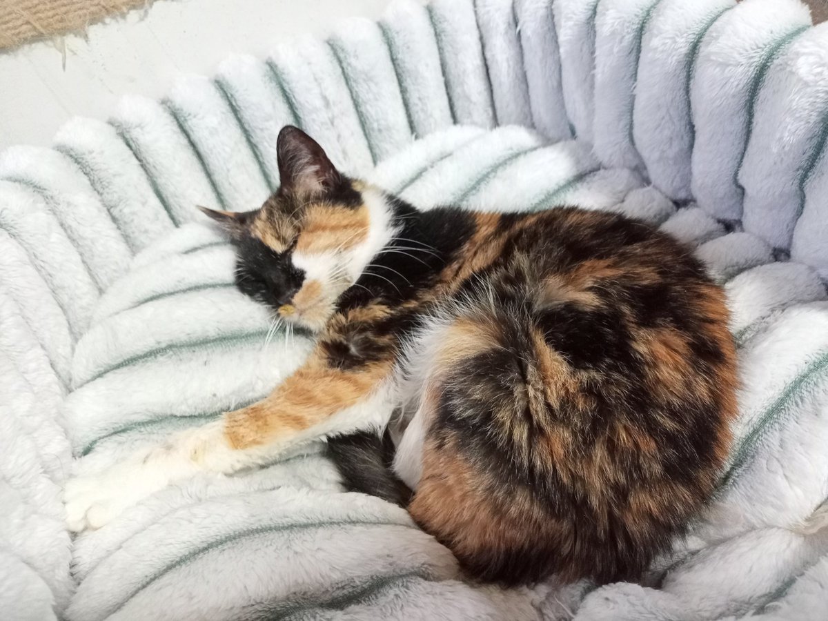 NemoFrei's tweet image. Спи спокойно, моя малышка 💔