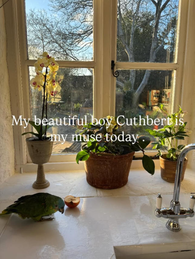 lucypratt_art's tweet image. Winter&apos;s afternoon painting in my kitchen. 🥰 #peacefulness #cuthbert #birds #parrots #bluefrontedamazon #birdlover #orchids #inandout #colourfetish #stilllife #oilpainting