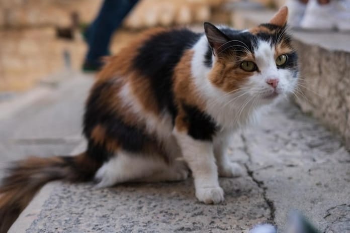 El Ayuntamiento de Palencia recibirá del Ministerio de Derechos Sociales, Consumo y Agenda 2030 una #subvención de 73.792 euros para el #controlpoblacional de las #coloniasfelinas. Se  implementará el método CER y se mejorarán sus condiciones de vida.ℹ👇
aytopalencia.es/noticia/el-ayu…